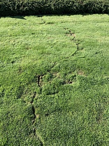 Deratizace hlodavců